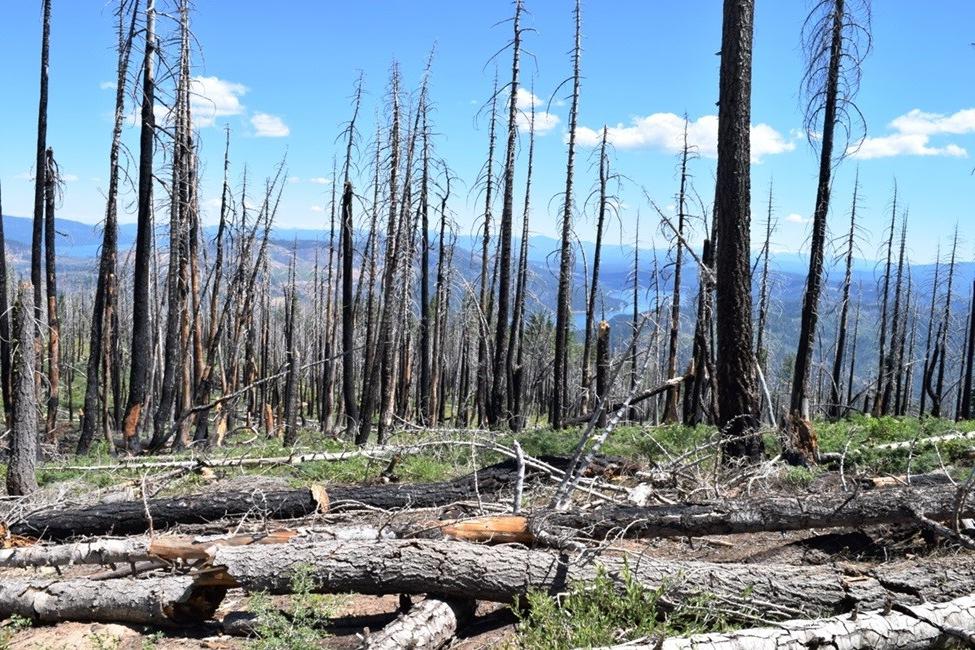 Beyond the Burn: Harvesting Dead Wood to Reduce Wildfires